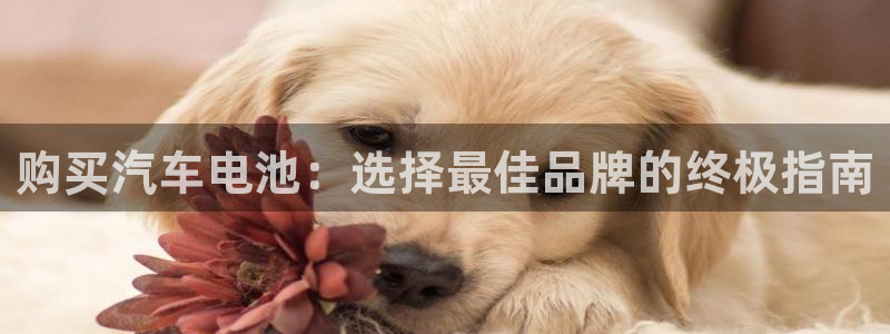 优发国际官网网站首页：购买汽车电池：选择最佳品牌的终极指南